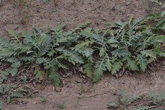 Platycarpha glomerata