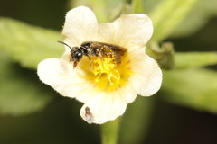 Rhophitulus anomalus