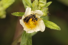 Rhophitulus anomalus