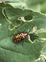 Isotes multipunctata