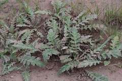 Platycarpha glomerata