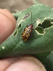 Isotes multipunctata