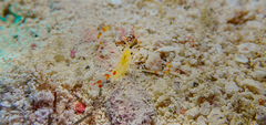 Stenopus scutellatus