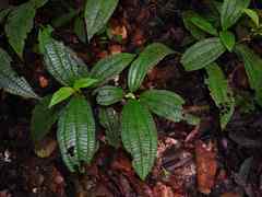 Miconia conglomerata