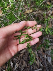 Pittosporum viscidum