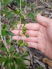 Pittosporum viscidum