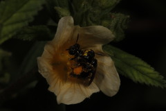 Rhophitulus anomalus