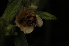 Rhophitulus anomalus