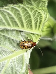 Isotes multipunctata