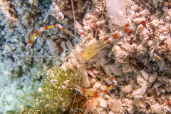 Stenopus scutellatus
