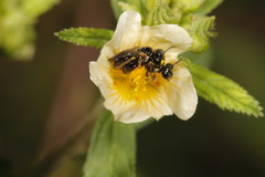Rhophitulus anomalus