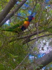 Trichoglossus moluccanus