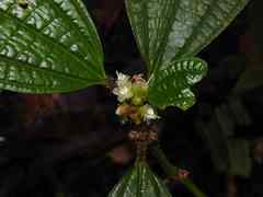 Miconia conglomerata