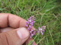 Polygala molluginifolia