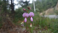Desmodium grahamii