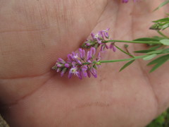 Polygala molluginifolia