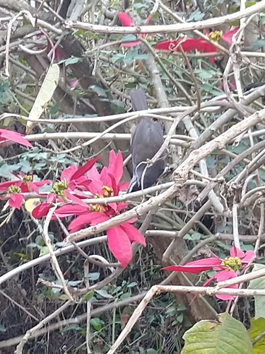 Palani Laughingthrush (Montecincla fairbanki), photo 5