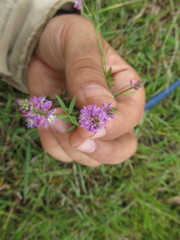 Polygala molluginifolia