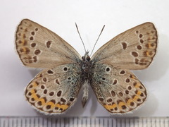 Plebejus subsolanus