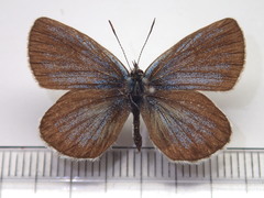 Plebejus subsolanus