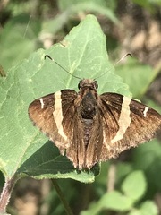 Thorybes pseudocellus