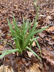 Stenanthium gramineum