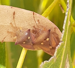 Hiarchas angularis