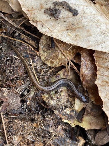Western Dwarf Salamander