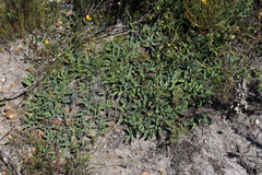 Euphorbia tuberosa