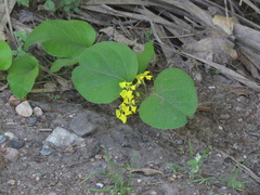 Stigmaphyllon bonariense