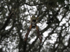 Trichonephila sexpunctata