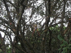 Trichonephila sexpunctata