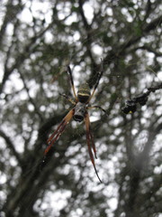 Trichonephila sexpunctata