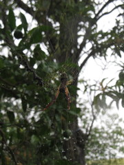 Trichonephila sexpunctata