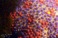 Asterodiscides truncatus