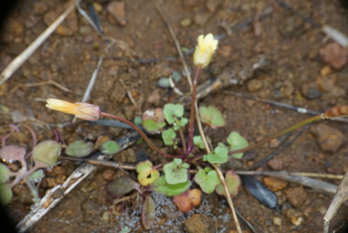 Image of Leavenworthia texana by (c) Matt Berger, some rights reserved (CC BY)