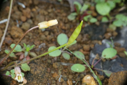 Image of Leavenworthia texana by (c) Matt Berger, some rights reserved (CC BY)