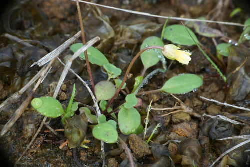 Image of Leavenworthia texana by (c) Matt Berger, some rights reserved (CC BY)