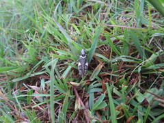 Dichroplus conspersus