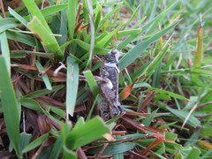 Dichroplus conspersus