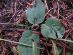 Dorstenia brasiliensis