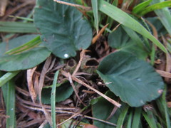Dorstenia brasiliensis