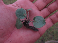 Dorstenia brasiliensis