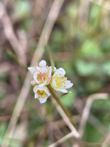Image of Micranthes texana by (c) Matt Berger, some rights reserved (CC BY)