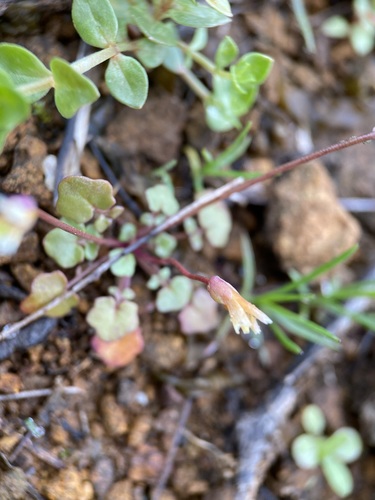 Image of Leavenworthia texana by (c) Matt Berger, some rights reserved (CC BY)
