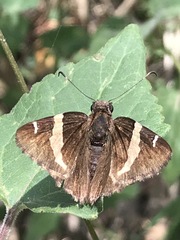 Thorybes pseudocellus