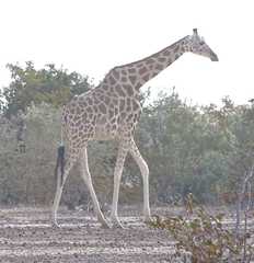 Giraffa camelopardalis peralta