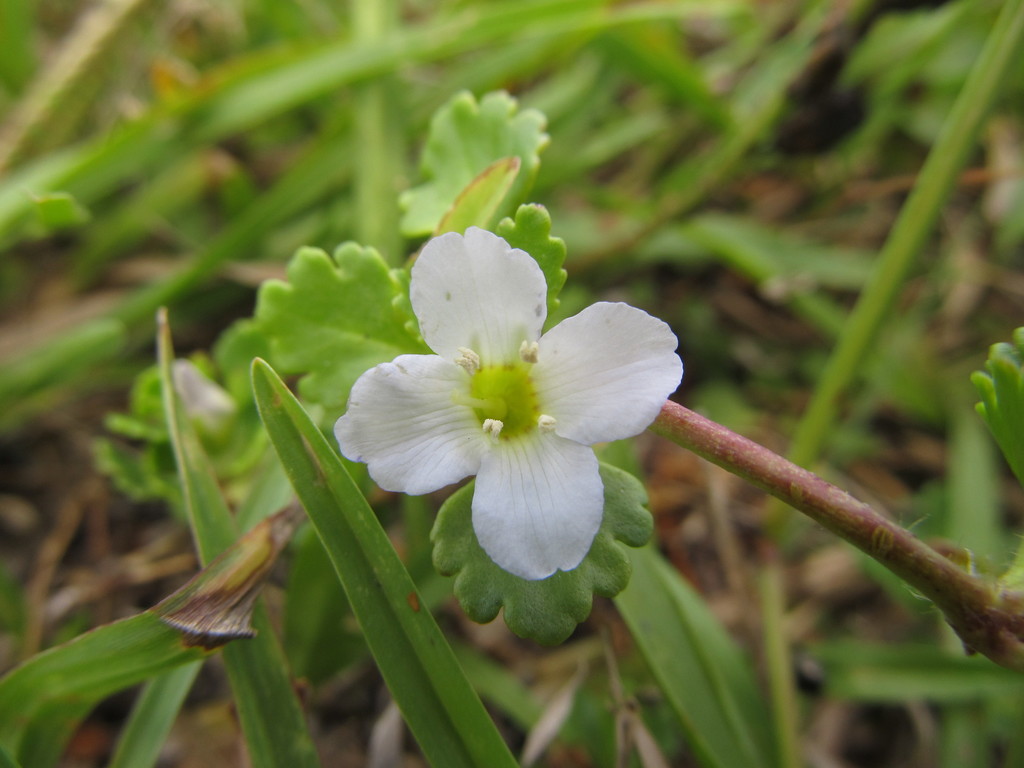 Gratioleae