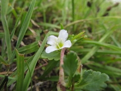 Conobea glechomoides