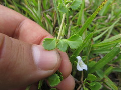Conobea glechomoides